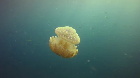 Mosaic Jellyfish Stock Footage 99133689