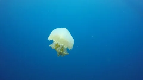 Mosaic Jellyfish Stock Footage 106448663