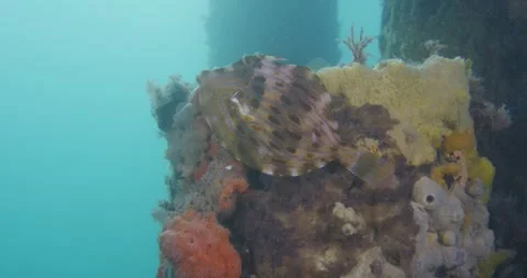 Mosaic Leatherjacket (Eubalichthys mosaicus) 8K Видео 331979084