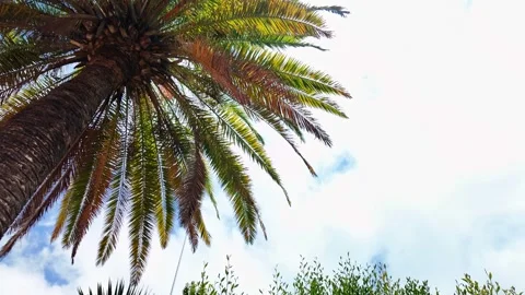 Mosaic Lizard at Park Antonio Gomez Felipe in Los Llanos Stock Footage 343506660