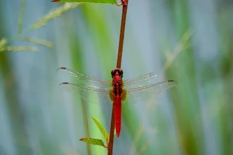 Mosaic tile abstract pattern Foto stock