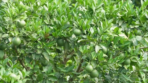 Mosambi citrus tree Stock Footage 344285699