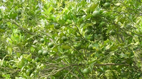 Mosambi tree Video stock 344286530