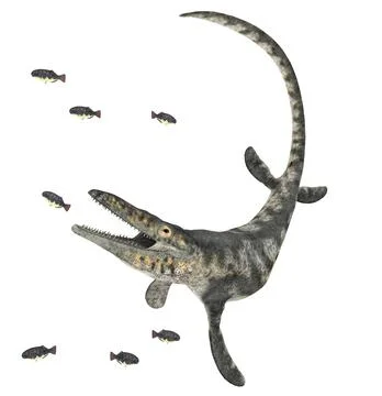 Mosasaur Tylosaurus isolated on white background Stock Illustration