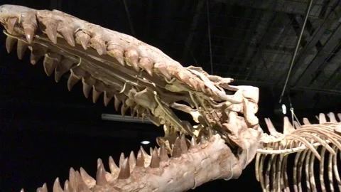 Mosasaure's impressive jaws full of sharp teeths Stock Footage 255765792