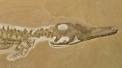 Mosasauroid fossil Stock Footage 50409406