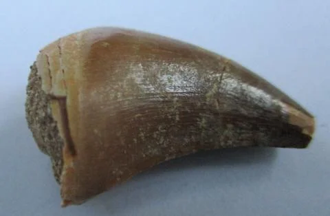 Mosasaurus tooth Stock Photos