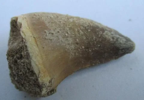 Mosasaurus tooth Stock Photos
