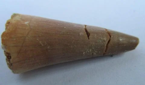 Mosasaurus tooth Stock Photos