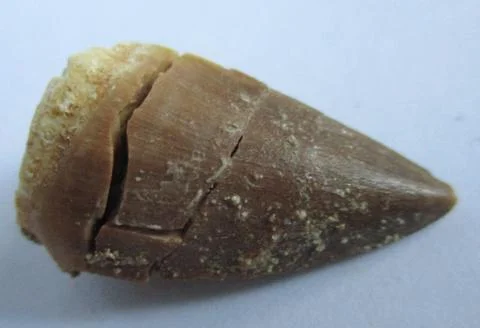 Mosasaurus tooth Stock Photos