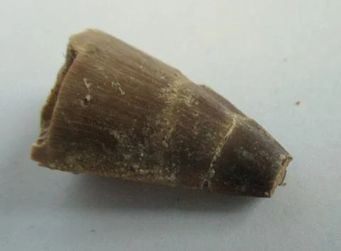 Mosasaurus tooth Stock Photos