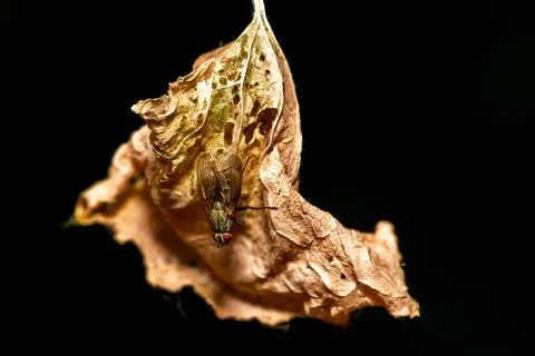 MOSCA SOBRE HOJA SECA Stock Photos