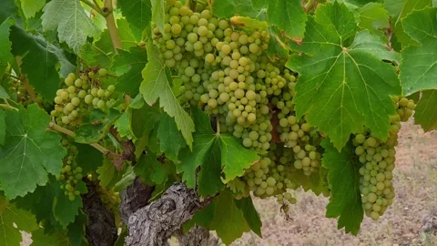 Moscatel grape bunches growing on vine slow motion Beniarres Spain Stock Footage 341737806