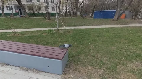 Moscow. local pigeon Stock Footage 239253688
