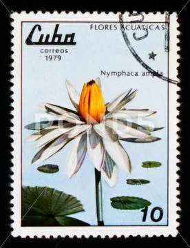 MOSCOW, RUSSIA - AUGUST 29, 2017: A stamp printed in Cuba shows Nymphaea ampl Stock Photos