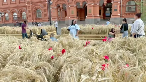 Moscow: Rye field in urban environment, Flower Jam Festival, Manezhnaya Square Stock Footage 204854133