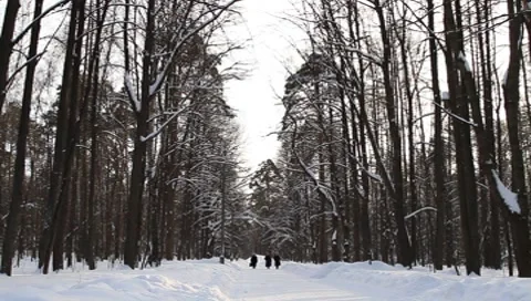 Moscow Scene Forest Park Stock Footage