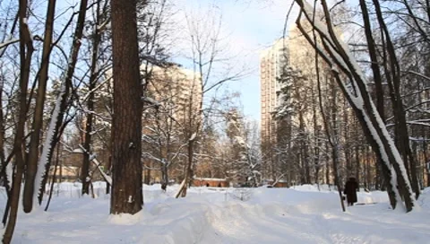 Moscow Scene Forest Park Stock Footage