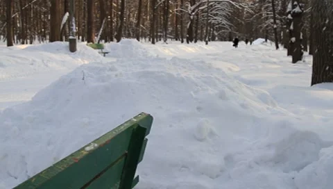 Moscow Scene Forest Park Video stock 8642203