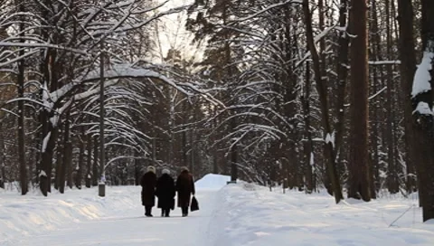 Moscow Scene Forest Park Stock Footage