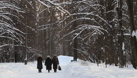Moscow Scene Forest Park Stock Footage