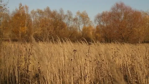 Moscow Scene Meadow Stock Footage 8640684