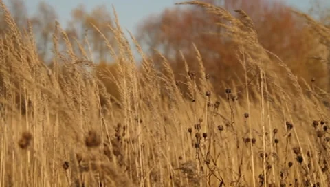 Moscow Scene Meadow Video stock 8640686