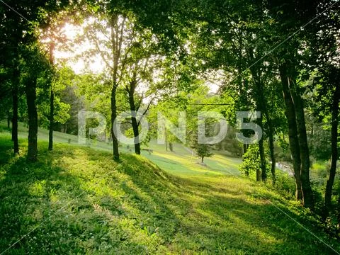 Mosedis Park with trees, Lithuania nature. Stock Photos
