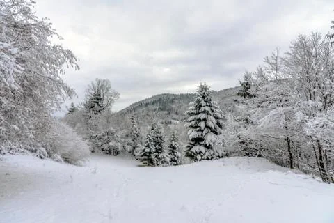 Mosellan forest of pine trees Stock-Fotos