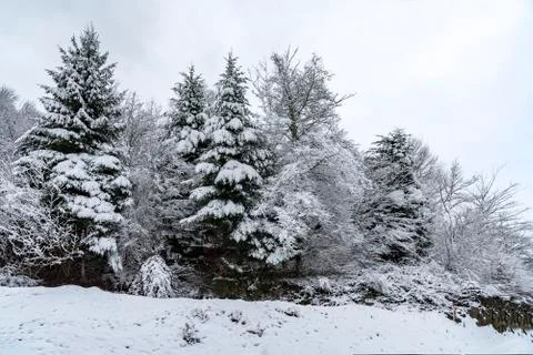 Mosellan forest of pine trees Foto stock