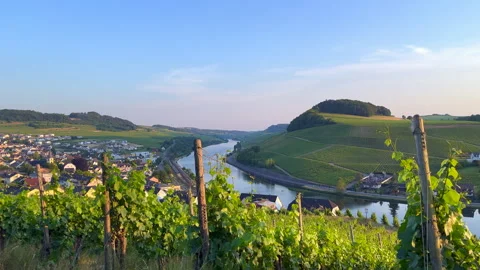 Moselle Vineyards Stock Footage 243668871