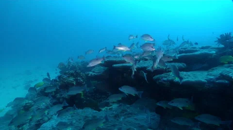 Moses perch swimming and schooling on deep coral reef, Lutjanus russellii, HD, Stock Footage 61441604