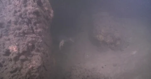 Moses perch swimming on sandy silty estuary, Lutjanus russellii, 4K UltraHD, Stock Footage 82614769