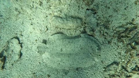 Moses Sole Flatfish In Tropical Sea On Sandy Seabed Video stock 279102818