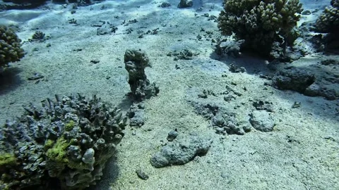 Moses Sole Stock Footage 280429882