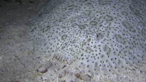 Moses sole in the night Stock-Footage 78207106