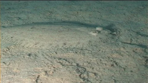 Moses Sole (Pardachirus marmoratus) Over Seabed Stock Footage 292707737