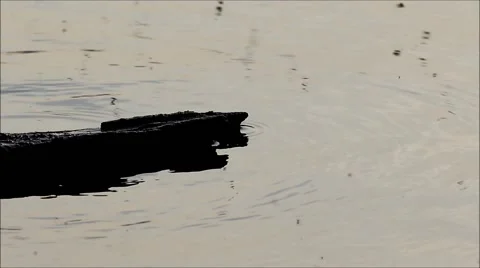 Moskitos 스톡 동영상 63384086