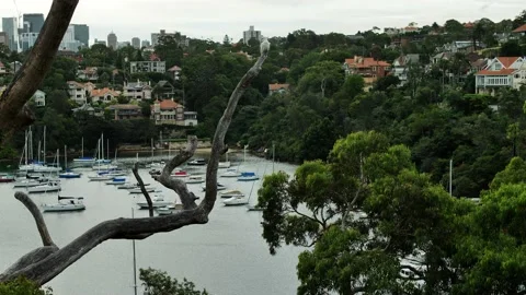Mosman Bay and ockatoo in a tree slow motion 4K Stock Footage 168996168