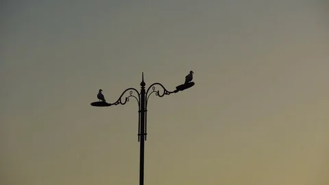 Mosque and silhoutte Stock Footage 82644665