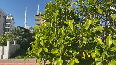 Mosque outdoors in summer Video stock 229494788