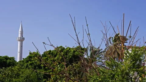 Mosque stands up behind trees and plants Stock Footage 267483834