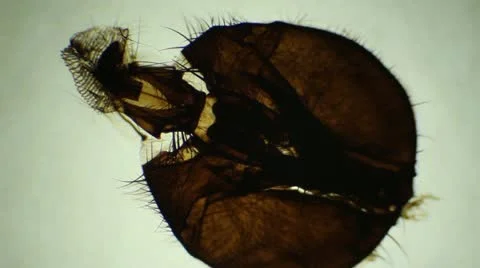 Mosquite moeth parts under the microscope, background. (Anthophila) Stock Footage 12383197