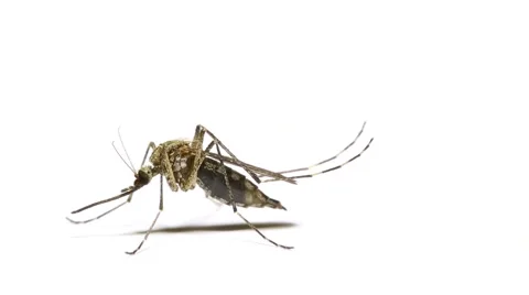 Mosquito 009 rotating insect isolated on white background macro close up Stock Footage 50749829