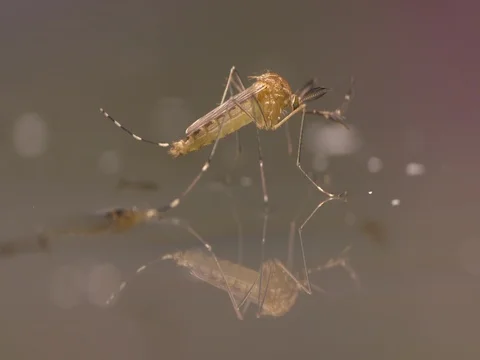 Mosquito Adult Stock Footage
