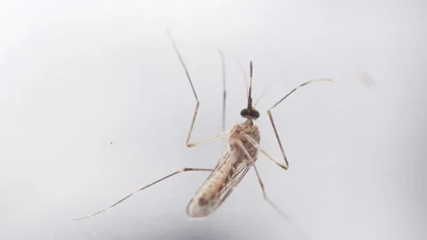 Mosquito aedes close up. Can be used to represent malaria, chikungunya or dengue Stock Footage 162293245