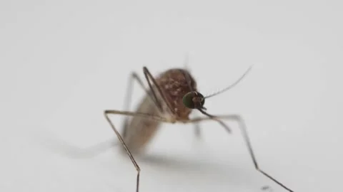 Mosquito aedes close up macro cleaning it's proboscis that transmit virus Video stock 162293250