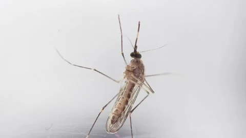 Mosquito aedes close up macro with it's proboscis. Represent malaria or dengue Video stock 162293253