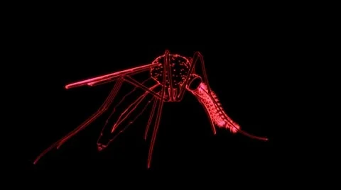 Mosquito with Alpha channel Stock Footage 8929181