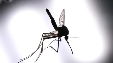 Mosquito Analysis Stock Footage 107178468